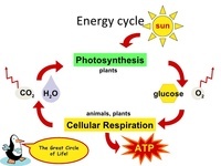 cellular respiration - Grade 9 - Quizizz