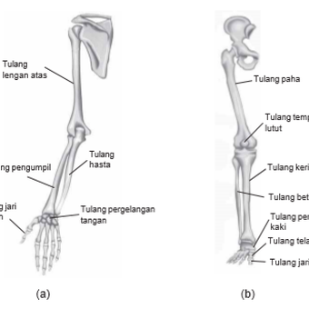 biologi manusia - Kelas 6 - Kuis