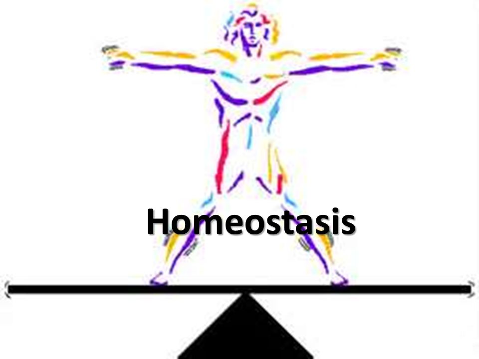 Homeostasis