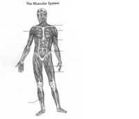 the reproductive system - Grade 3 - Quizizz