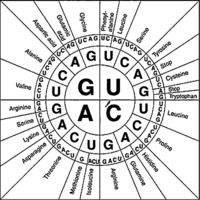 sintesis RNA dan protein - Kelas 7 - Kuis