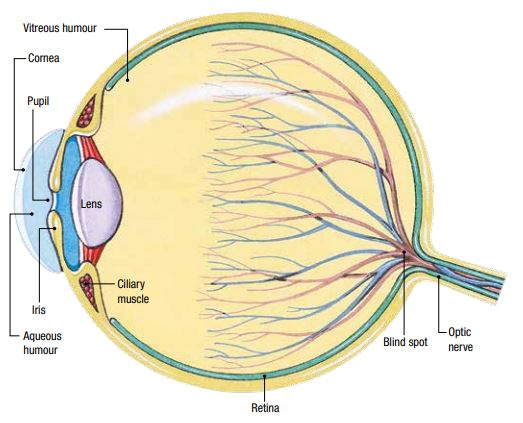 Sensation & Perception / Anatomy Of The Eye Quiz - Quizizz