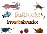 vertebrados e invertebrados - Grado 10 - Quizizz