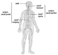 sistem saraf dan endokrin - Kelas 8 - Kuis