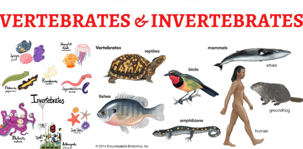 Vertebrates & Invertebrates Summative test Quiz - Quizizz