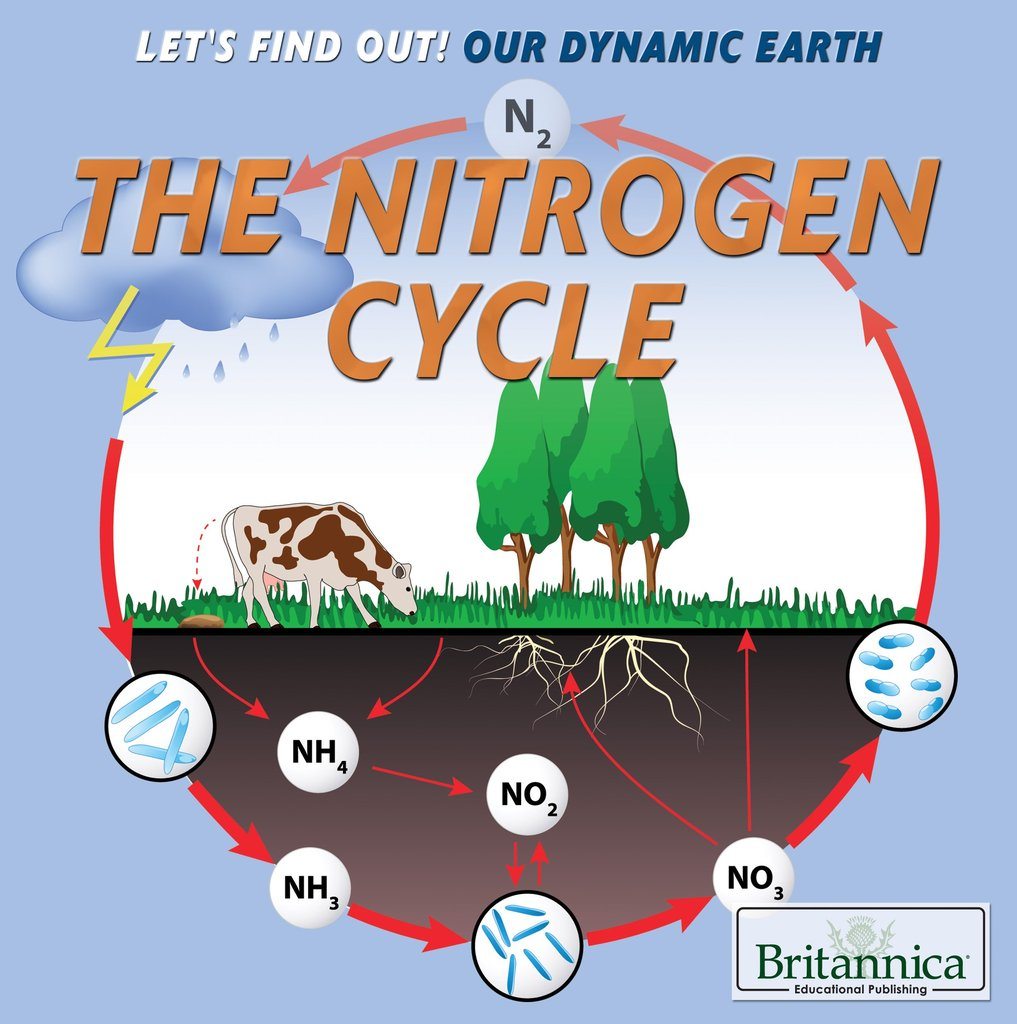 Nitrogen Cycle | Ecology Quiz - Quizizz