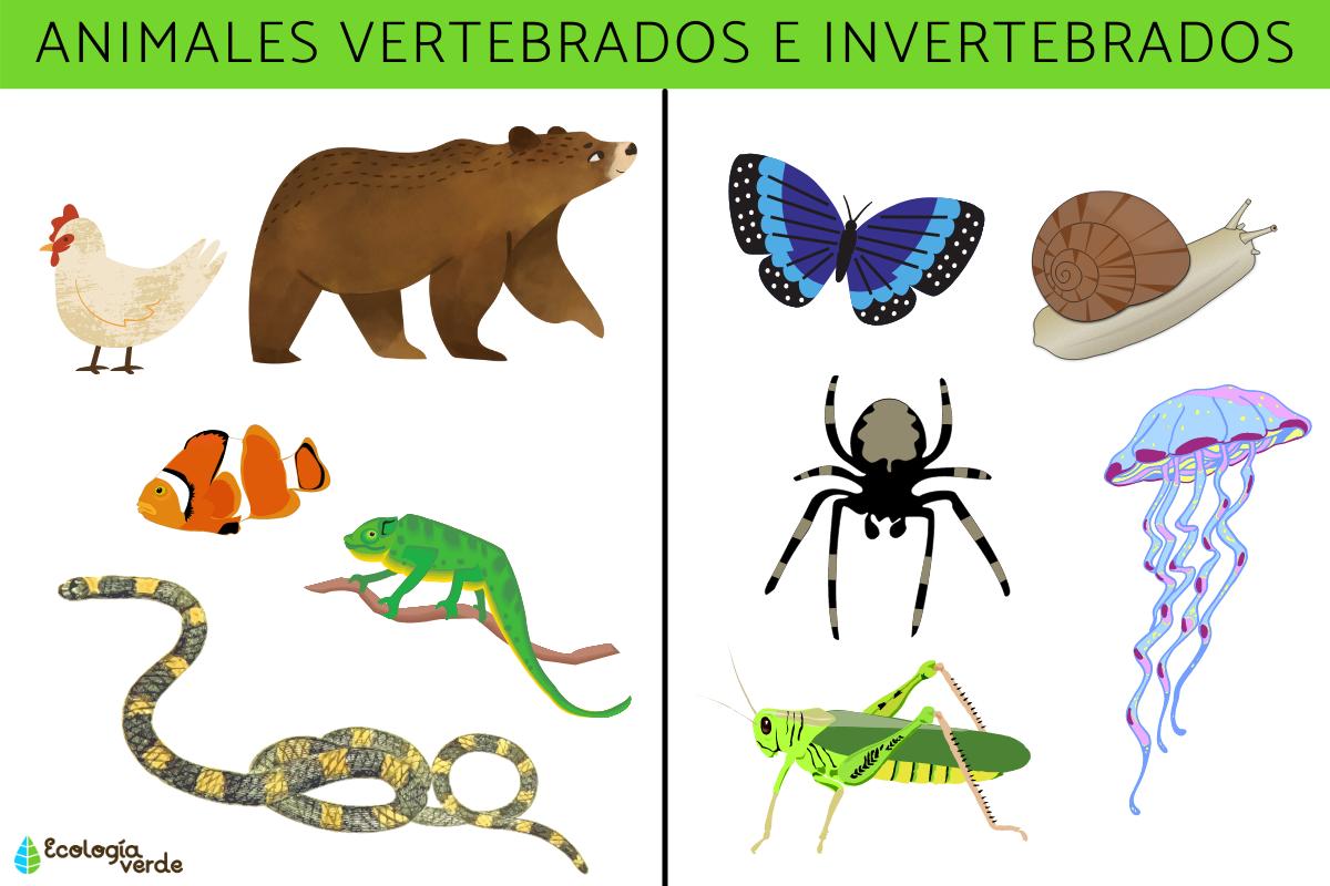 vertebrados e invertebrados - Grado 3 - Quizizz
