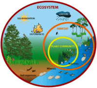 ekosystemy - Klasa 7 - Quiz