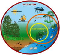 ekosistem - Kelas 7 - Kuis