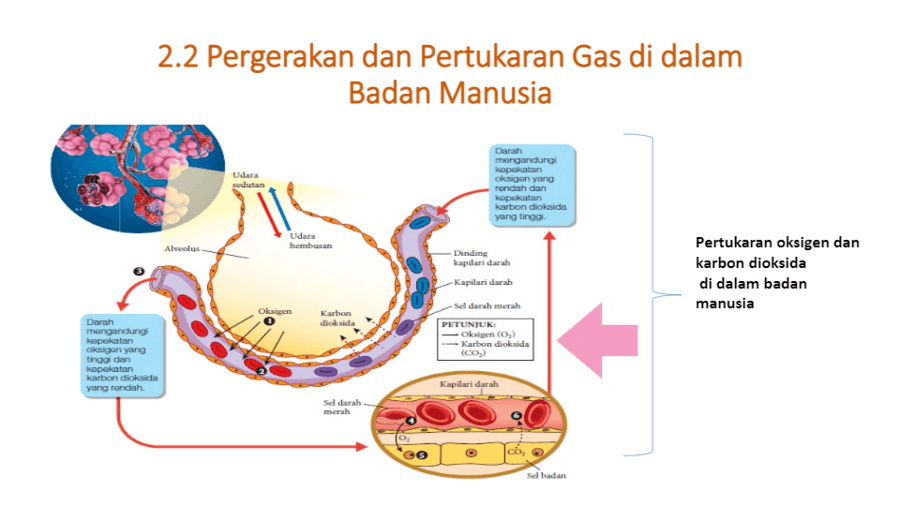 Bab 2 2 2 Sains Form 3 Science Quizizz