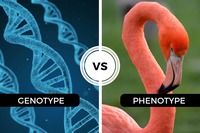 genetics vocabulary genotype and phenotype - Grade 12 - Quizizz