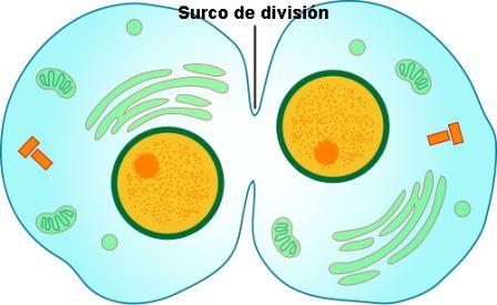 mitosis - Grado 5 - Quizizz