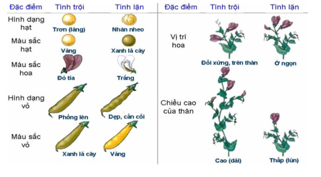 Từ vựng di truyền gen trội và lặn - Lớp 5 - Quizizz