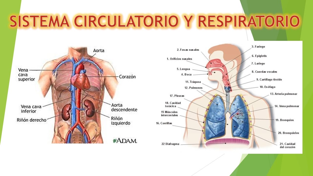 os sistemas circulatório e respiratório - Série 4 - Questionário