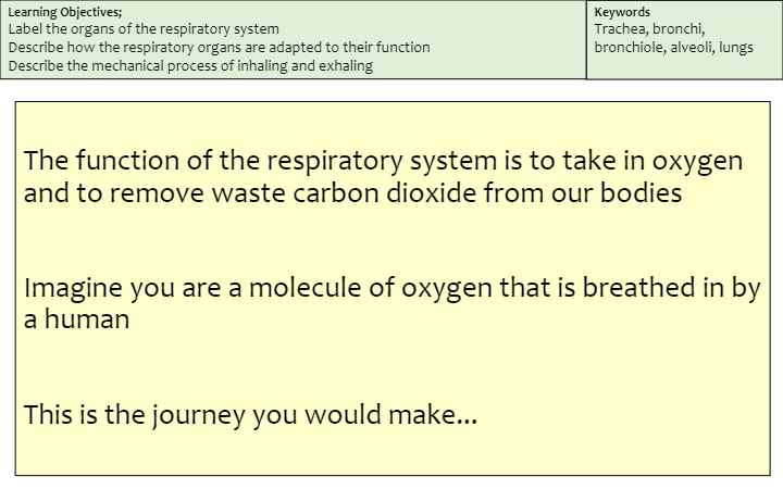 Respiratory System | Biology - Quizizz