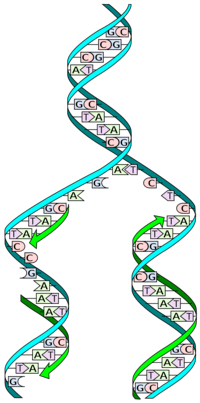 genética - Grado 5 - Quizizz