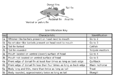 Example of a small fish investigated in this study. This is Keski fish