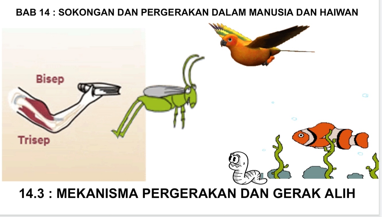 Mekanisma Pergerakan Dan Gerak Alih Biology Quiz Quizizz