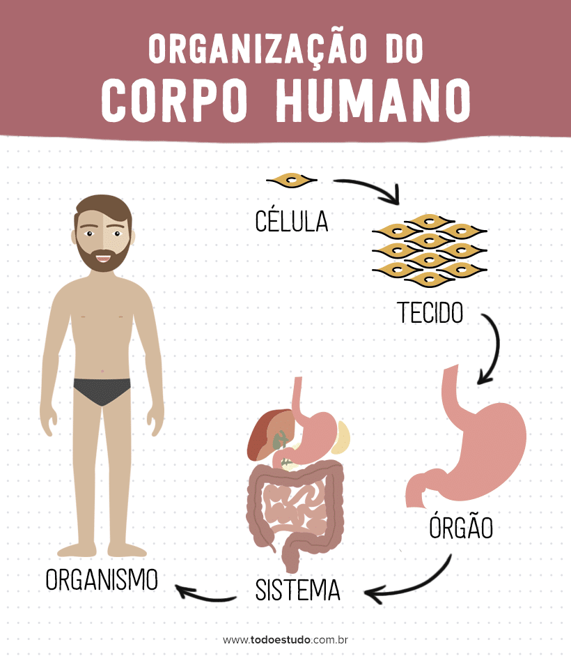Quiz do corpo humano - Perguntas e respostas #quiz #corpohumano