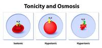 osmosis dan tonisitas - Kelas 10 - Kuis