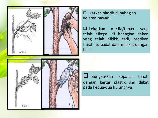 SAINS Tahun Tumbuhan Kepentingan Teknologi Pembiakan Quiz Quizizz