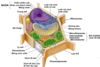 cấu trúc của tế bào - Lớp 1 - Quizizz