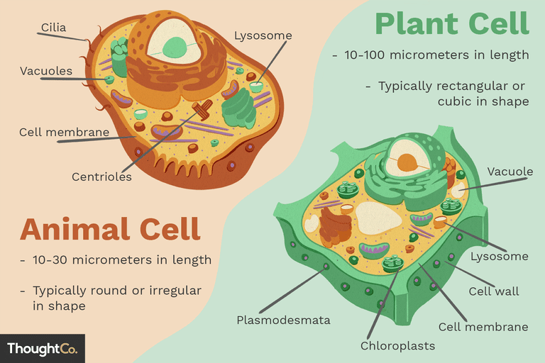 Plant and Animal Cells questions & answers for quizzes and tests - Quizizz