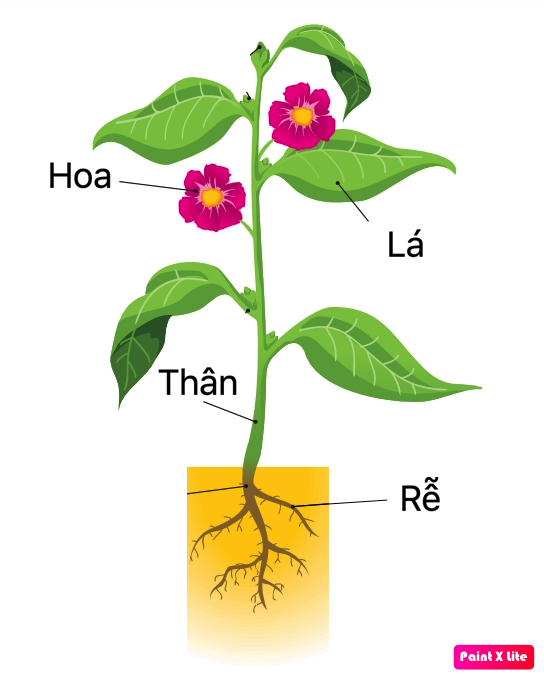 Phân loại tứ giác - Lớp 6 - Quizizz