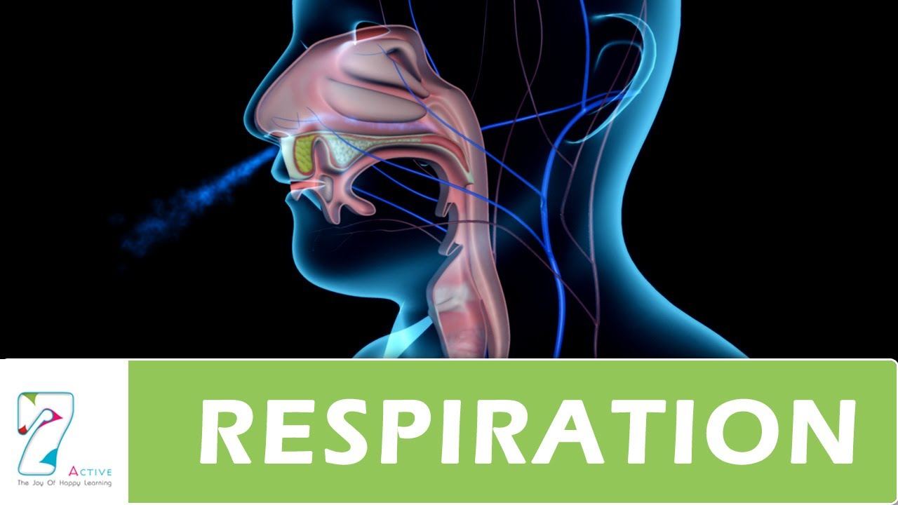 Respiration In Organisms | 2.1K Plays | Quizizz