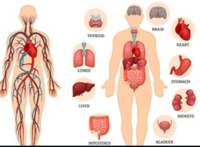 sistem peredaran darah dan pernapasan - Kelas 6 - Kuis