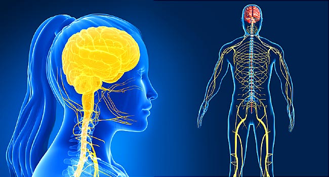 the nervous and endocrine systems - Grade 11 - Quizizz