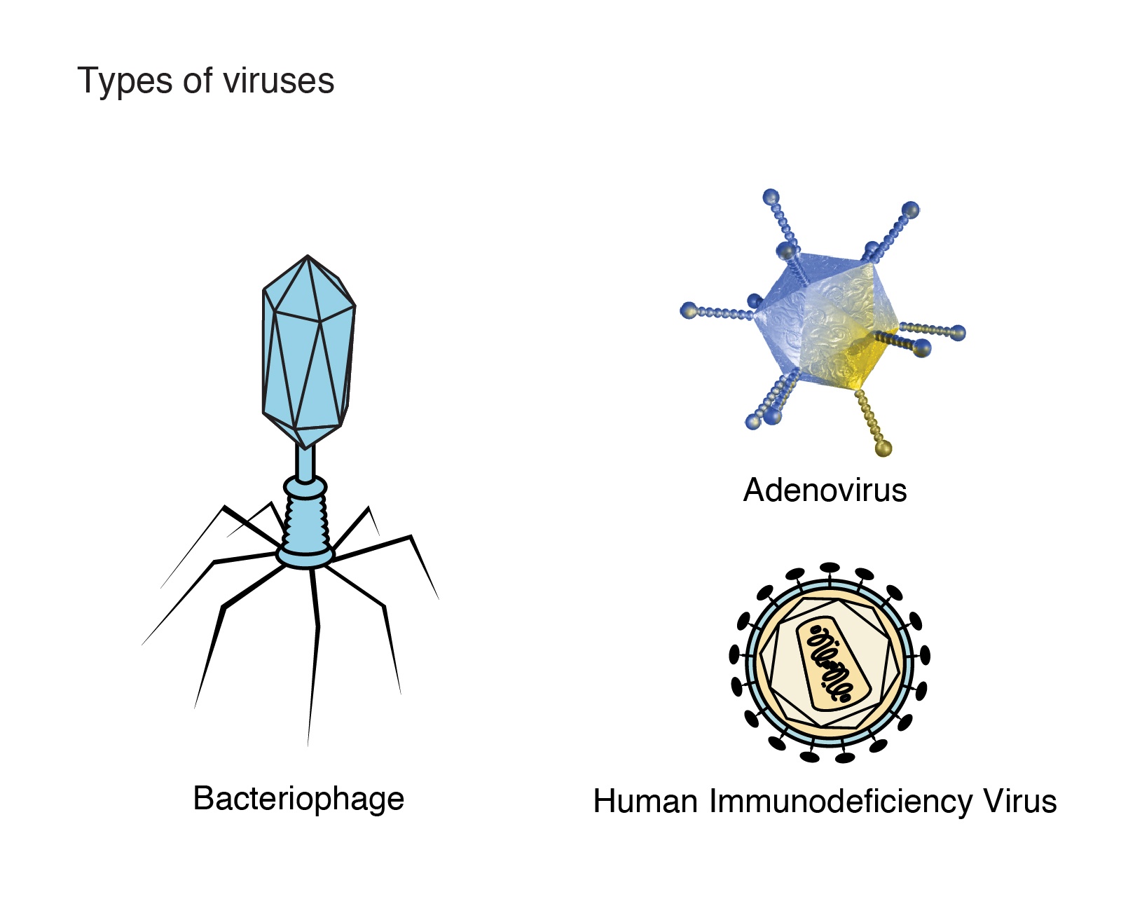 Virus Structure | Biology Quiz - Quizizz