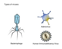 virus - Lớp 9 - Quizizz