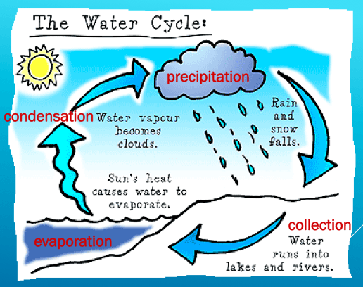 The Water Cycle | Quizizz