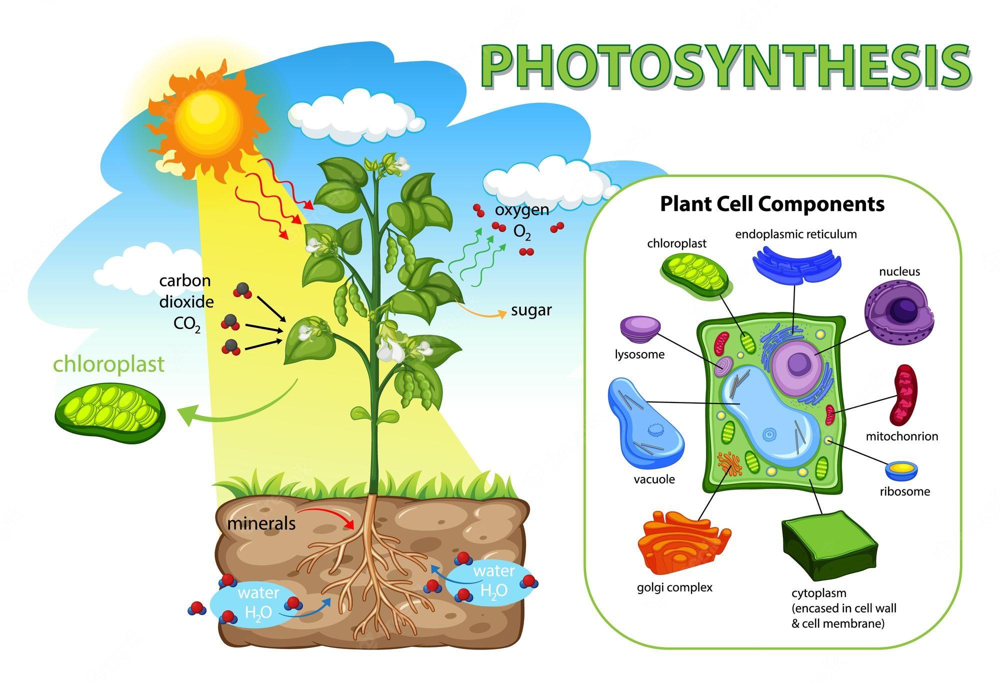 What is Carbon & Where Does Chloroplasts Come From? 