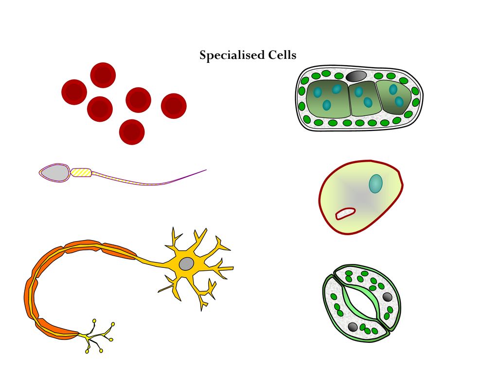 specialised-cells-biology-quiz-quizizz