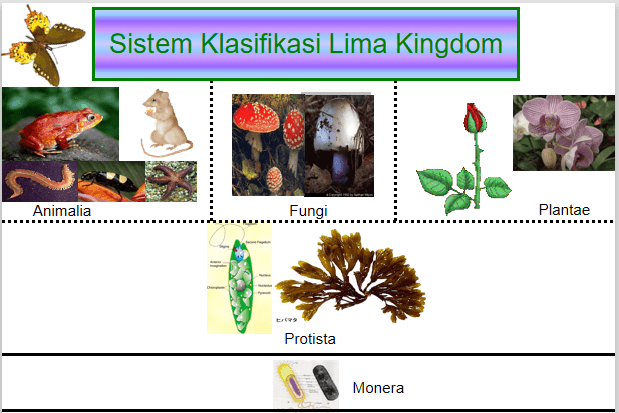 Klasifikasi Biology Quizizz