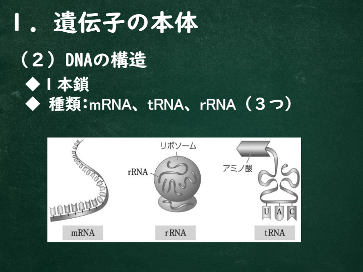 遺伝子 Biology Quizizz