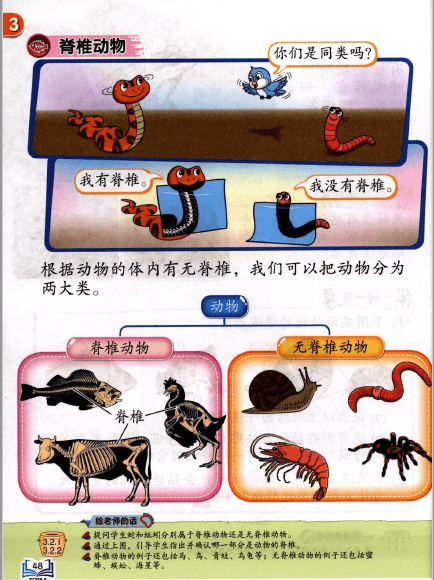 脊椎动物和无脊椎动物 Biology Quiz Quizizz