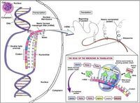 rna and protein synthesis - Class 10 - Quizizz