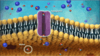 the cell membrane - Class 7 - Quizizz