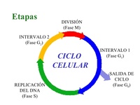 división celular Tarjetas didácticas - Quizizz