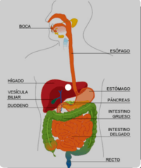 os sistemas digestivo e excretor - Série 4 - Questionário