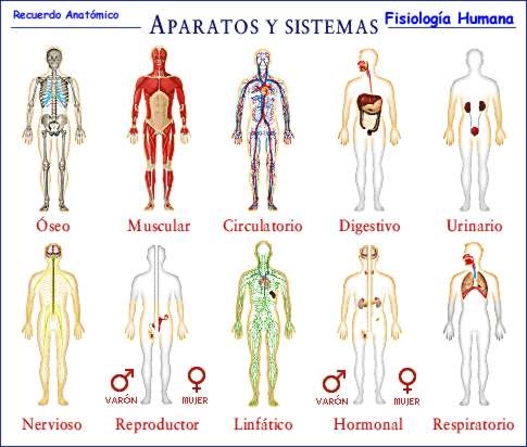 los sistemas circulatorio y respiratorio Tarjetas didácticas - Quizizz