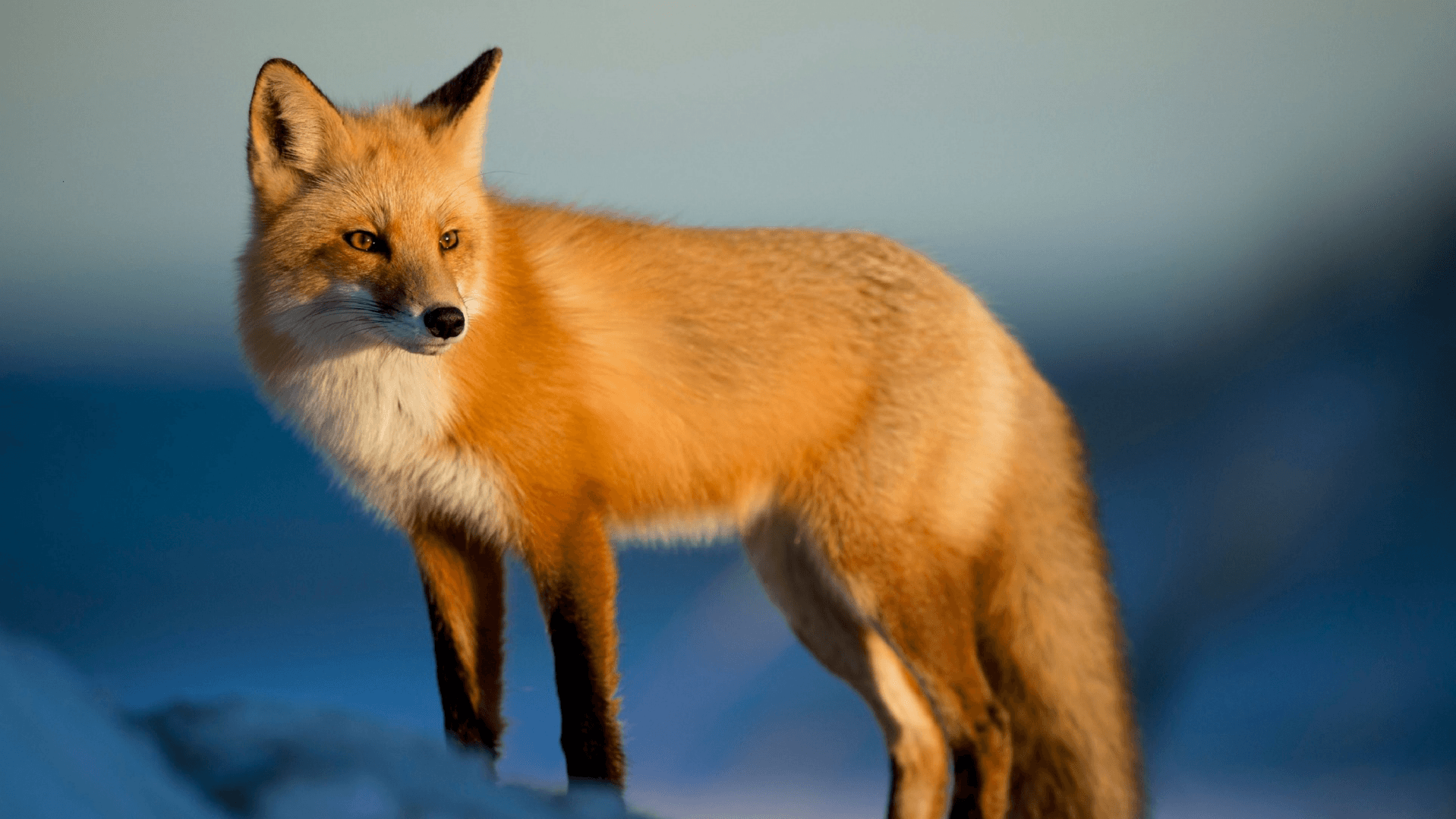 foxes-quiz-quizizz