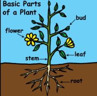 plant biology - Class 4 - Quizizz