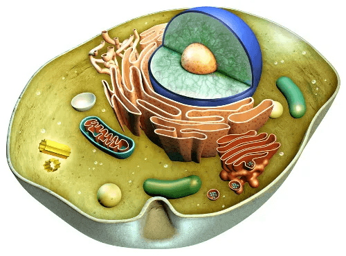 célula vegetal e animal - Série 3 - Questionário
