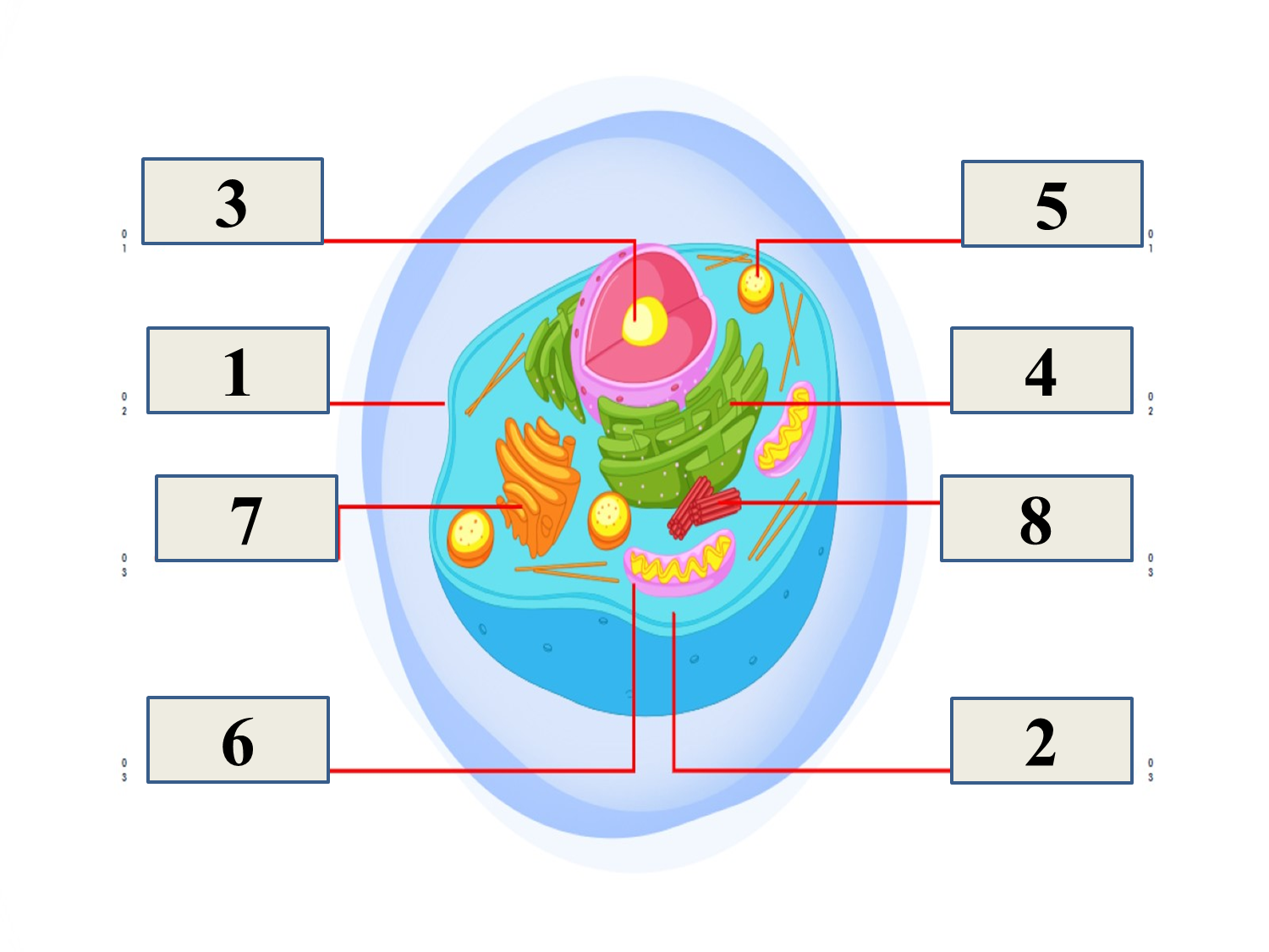 phân chia tế bào - Lớp 2 - Quizizz