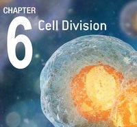 cell division - Year 11 - Quizizz