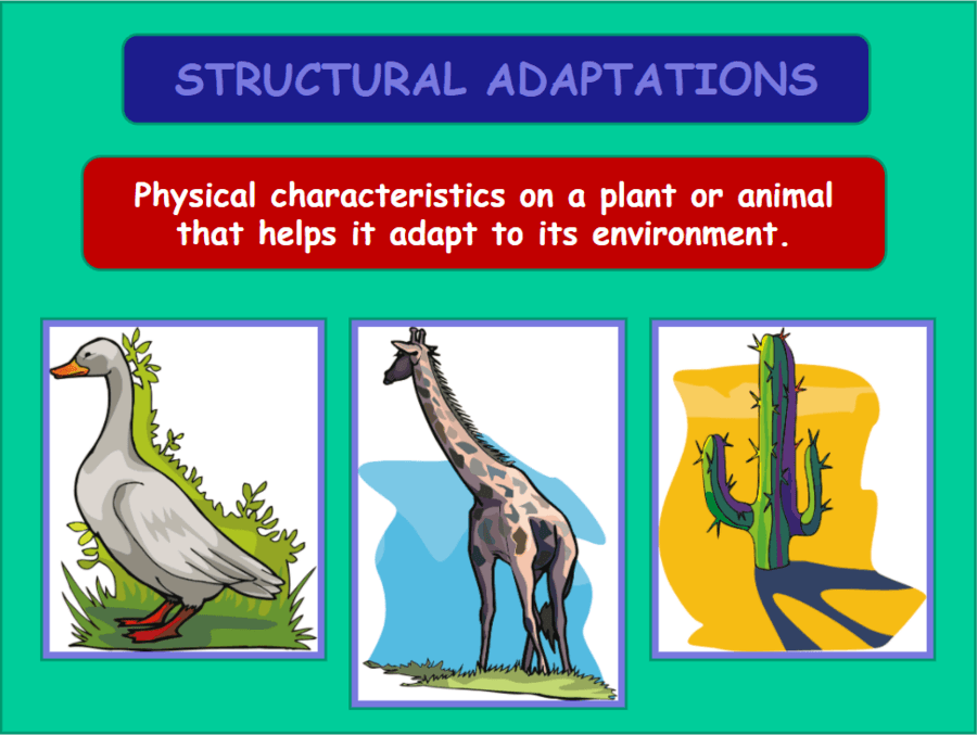 Animal Adaptations | Science - Quizizz